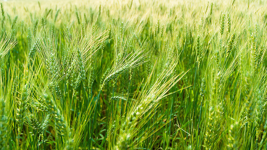 绿麦田中自然光亮的绿色大麦太阳稻草农作物收成农场阳光晴天场地横梁背光图片