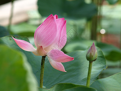 莲花花百合荷花核桃属花瓣莲花状软垫情调风化花园植物图片