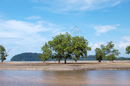 带红树的热带热带海滩气候绿色海岸线阳光海景红树林森林沼泽天空叶子图片