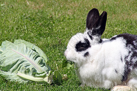 兔子吃卷心菜花园植物哺乳动物食物耳朵叶子农场森林婴儿运动图片
