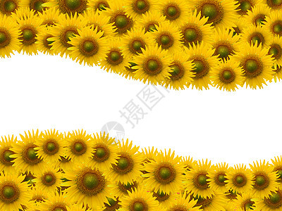 白空间背景上许多向日葵框架花朵叶子绿色花粉白色国家黄色植物学照片图片