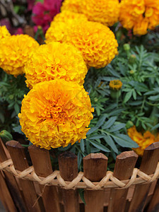 红金花花季节花园杂草植物花瓣幸福生长橙子美丽叶子图片