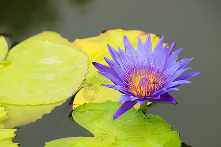 特写多彩紫色紫水百合花异国植物学花瓣明信片荷花季节蓝色蜂蜜环境冥想图片