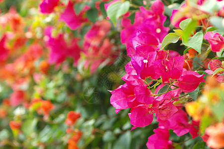 明亮的布干维尔形象a植物植物群金盏花科美丽花园紫色粉色图片