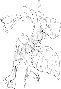 包菜花花草图写意花园蚀刻手工空心菜墨水插图季节植物背景图片