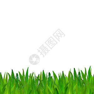 白背景上孤立的绿草院子牧场场地足球墙纸叶子土地公园草皮草本植物图片