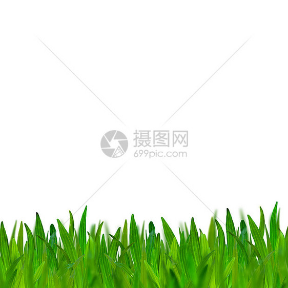 白背景上孤立的绿草院子牧场场地足球墙纸叶子土地公园草皮草本植物图片