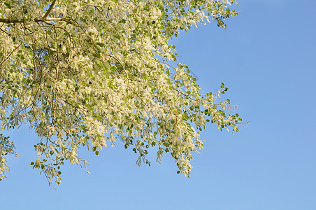 过敏季节枝条蓝色飞行绿色白色天空种子绒毛图片