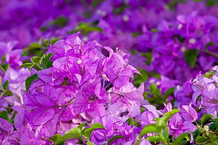 明亮的紫色布干维尔照片a图片
