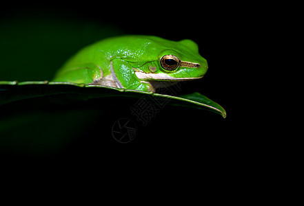 小青蛙野生动物角落动物矮人叶子照片植物绿色失误两栖图片