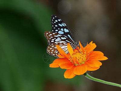 墨西哥向日葵上的蝴蝶女王黄色花瓣橙子底面昆虫花园黑色翅膀图片