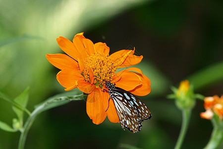 墨西哥向日葵上的蝴蝶昆虫黑色底面橙子花园花瓣翅膀黄色女王图片