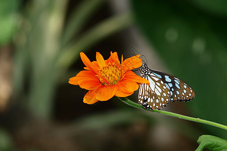 墨西哥向日葵上的蝴蝶花园黄色底面橙子昆虫黑色花瓣翅膀女王图片