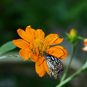 墨西哥向日葵上的蝴蝶底面花瓣昆虫橙子黄色翅膀黑色花园女王图片
