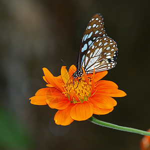 墨西哥向日葵上的蝴蝶花瓣橙子花园昆虫黑色翅膀底面女王黄色图片