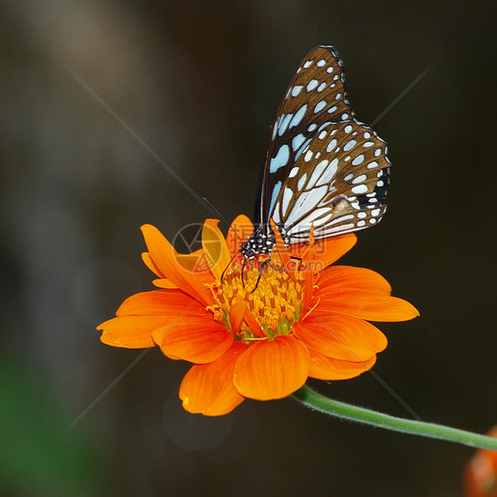 墨西哥向日葵上的蝴蝶花瓣橙子花园昆虫黑色翅膀底面女王黄色图片