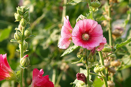 夏日的花朵盛开着玫瑰花红色蔷薇家庭绿色家族草本植物木槿树叶图片