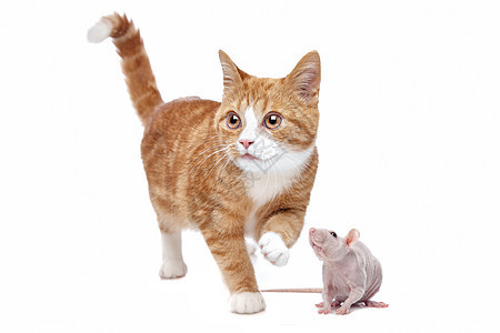 猫和老鼠工作室乐趣毛皮猫科动物小猫游戏晶须跑步友谊玩具图片