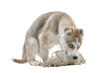 西伯利亚胡斯基小狗动物绳索家畜工作室玩具哺乳动物白色宠物图片
