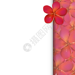 粉红佛朗吉帕尼水滴鸡蛋花植物花瓣情调温泉海报艺术花园异国图片