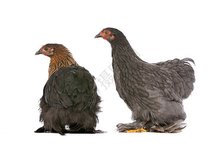 两只鸡动物白色公鸡家禽工作室宠物母鸡农业农场乡村图片