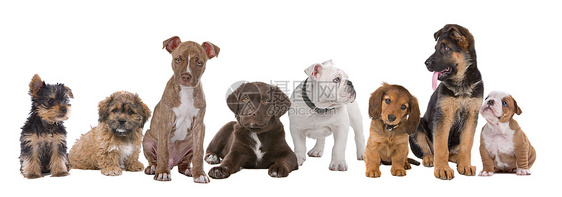大型小狗群犬类哺乳动物一代朋友工作室白色舌头团体婴儿斗牛犬图片