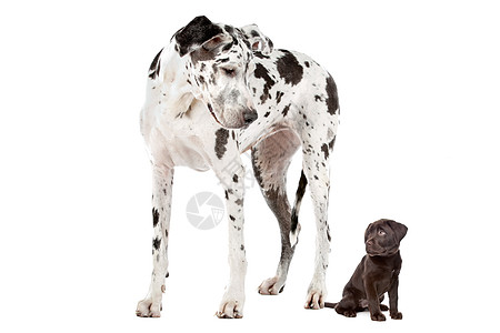 大狗小狗哺乳动物棕色黑色朋友工作室比例丑角白色差异性动物图片