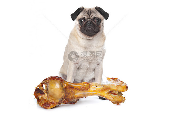 长着大骨头的帕格白色宠物棕色犬类工作室血统哺乳动物小狗褐色动物图片