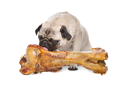 长着大骨头的帕格犬类哺乳动物动物工作室皱纹血统家畜白色宠物棕色图片
