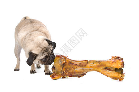 长着大骨头的帕格家畜工作室小狗白色皱纹哺乳动物动物血统宠物棕色图片