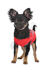 穿红色衬衫的Chihuahua打扮宠物犬类家畜工作室黑色毛衣动物夹克白色图片