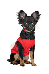 穿红色衬衫的Chihuahua毛衣工作室夹克打扮宠物犬类动物家畜黑色白色图片