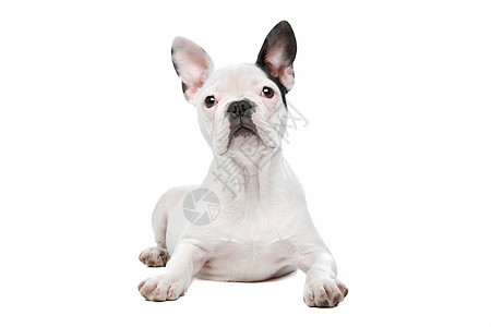 法国斗牛犬小狗宠物哺乳动物白色动物工作室血统斗牛犬脊椎动物白狗犬类图片
