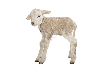 一天一日的羔羊哺乳动物农业婴儿动物工作室白色家畜背景图片