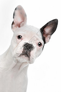 法国斗牛犬小狗工作室动物哺乳动物宠物血统脊椎动物白色斗牛犬犬类图片