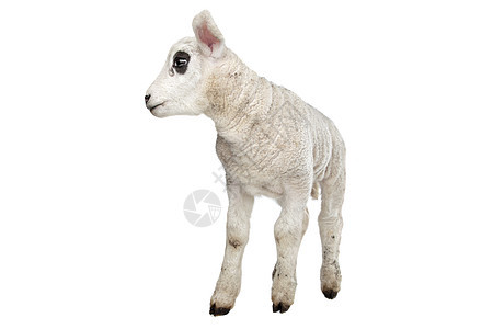 羔羊家畜农业动物工作室哺乳动物白色婴儿图片