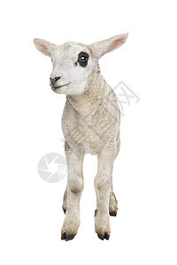 羔羊农业哺乳动物家畜婴儿动物白色工作室图片