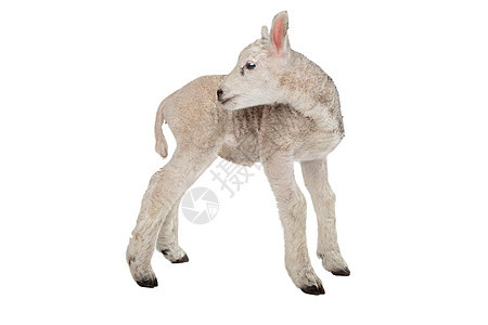 羔羊农业家畜哺乳动物白色动物婴儿工作室图片