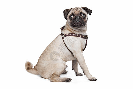 帕格狗狗棕色宠物动物白色小狗哺乳动物工作室褐色家畜血统图片
