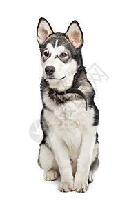 阿拉斯加马拉穆特小狗宠物工作室白色哺乳动物动物家畜灰色犬类图片