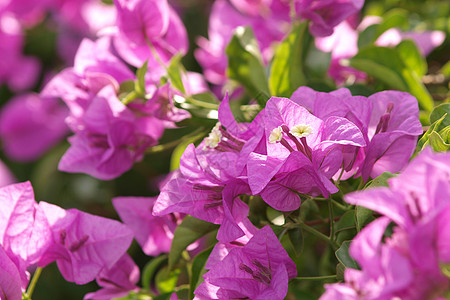 明亮的粉红布干维尔形象a粉色美丽植物植物群紫色花园金盏花科图片