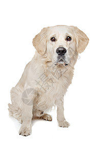 黄金寻金动物哺乳动物宠物黄色猎犬犬类工作室白色长毛褐色图片