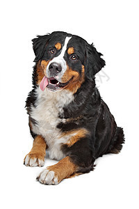 伯尔尼山狗哺乳动物主题棕色宠物黑色犬类白色家畜三色工作室图片