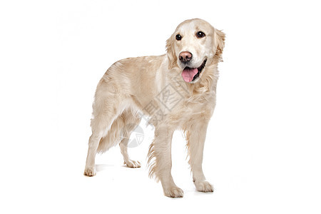 黄金再开采宠物犬类水平工作室褐色白色家畜哺乳动物棕色动物图片