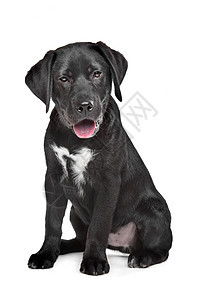 黑拉布拉多小狗动物黑色犬类宠物实验室伴侣白色衣领猎犬图片