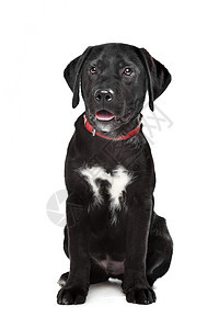 黑拉布拉多小狗黑色衣领实验室猎犬宠物犬类白色动物伴侣图片