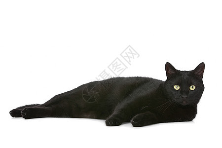 猫咪哺乳动物宠物动物白色工作室黑色脊椎动物家畜黑猫图片