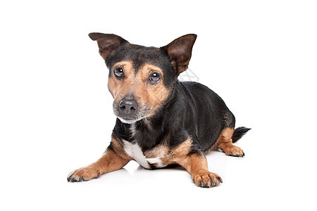 布莱克和坦杰克鲁塞尔泰瑞尔黑色工作室动物纯种狗哺乳动物犬类猎犬棕褐色白色图片