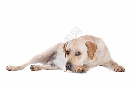 拉布拉多检索猎犬动物犬类白色黄色家畜宠物工作室哺乳动物图片