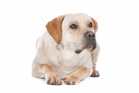拉布拉多检索哺乳动物动物工作室犬类宠物白色猎犬黄色家畜图片